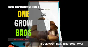 Master Mushroom Growing: All-in-One Grow Bag Techniques Revealed