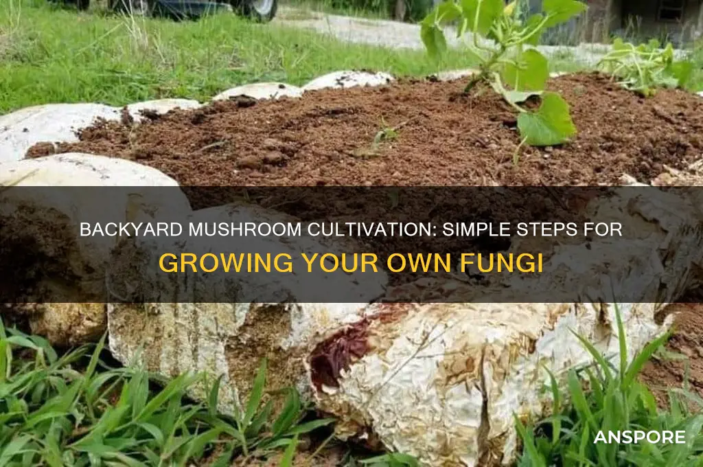 how to grow mushrooms in backyard
