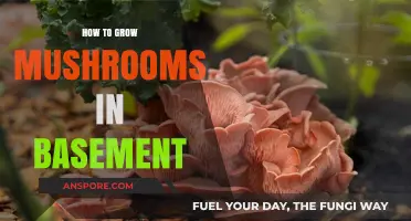 Basement Mushroom Cultivation: A Beginner's Guide to Growing Fungi Indoors