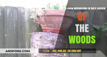 Bulk Chicken of the Woods Mushroom Cultivation: A Comprehensive Growing Guide