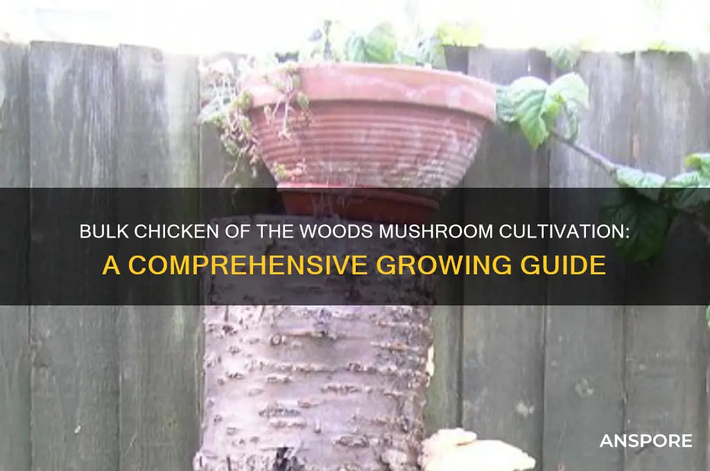 how to grow mushrooms in bulk chicken of the woods
