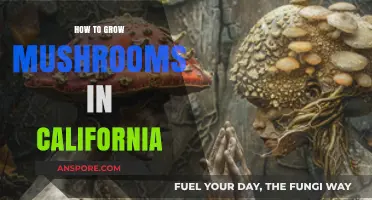 Mastering Mushroom Cultivation: A California Grower's Step-by-Step Guide