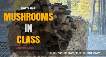 Classroom Mushroom Cultivation: A Step-by-Step Guide for Students