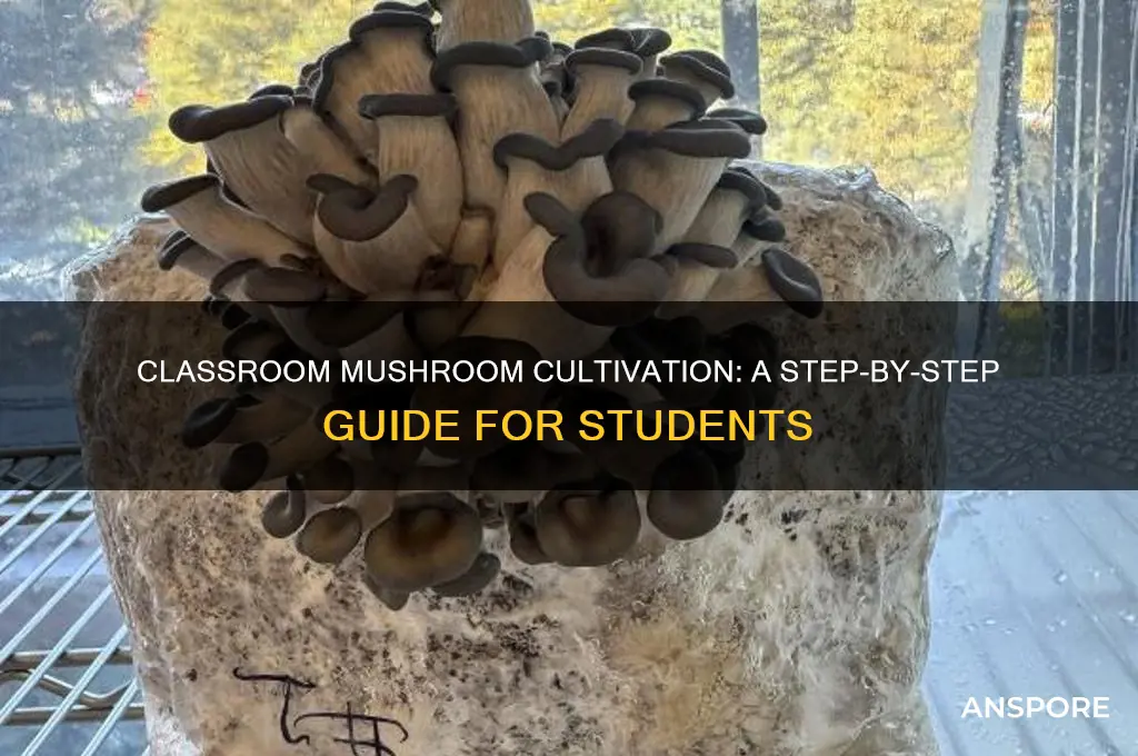 how to grow mushrooms in class