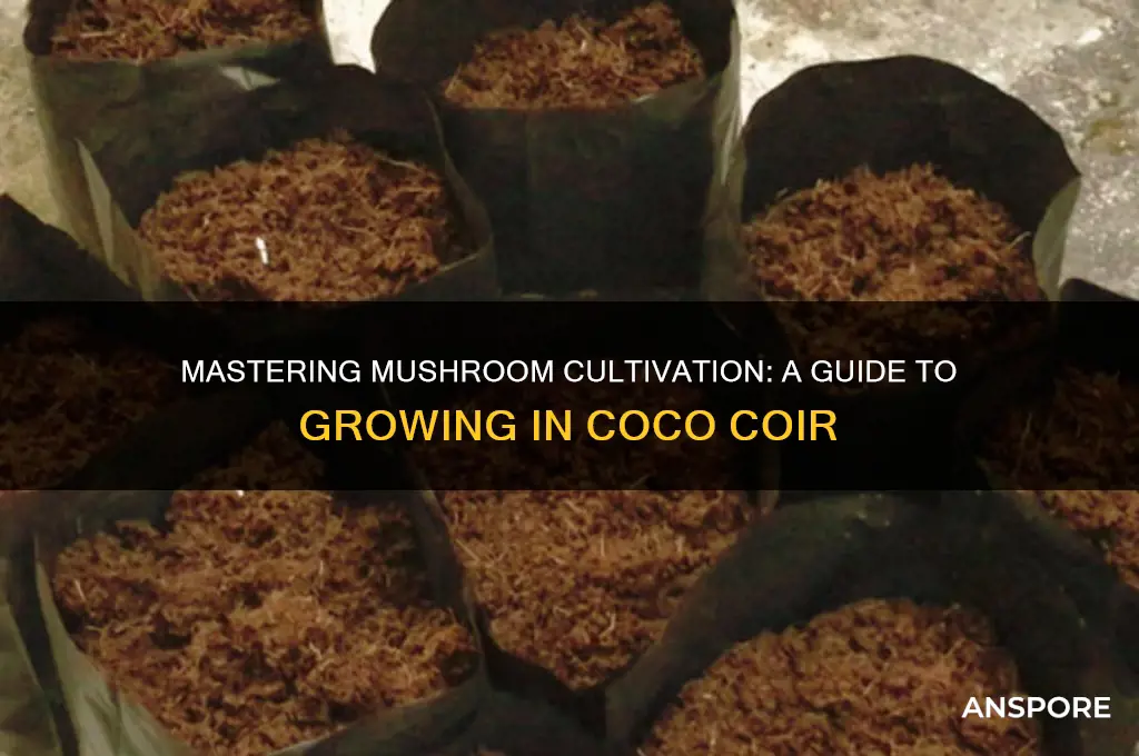 how to grow mushrooms in coco coir
