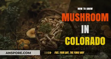 Growing Mushrooms in Colorado: A Step-by-Step Guide for Beginners