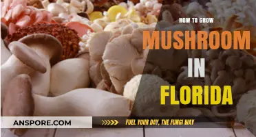 Growing Mushrooms in Florida: A Step-by-Step Guide for Beginners