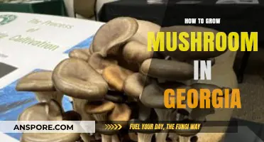 Growing Mushrooms in Georgia: A Step-by-Step Guide for Beginners
