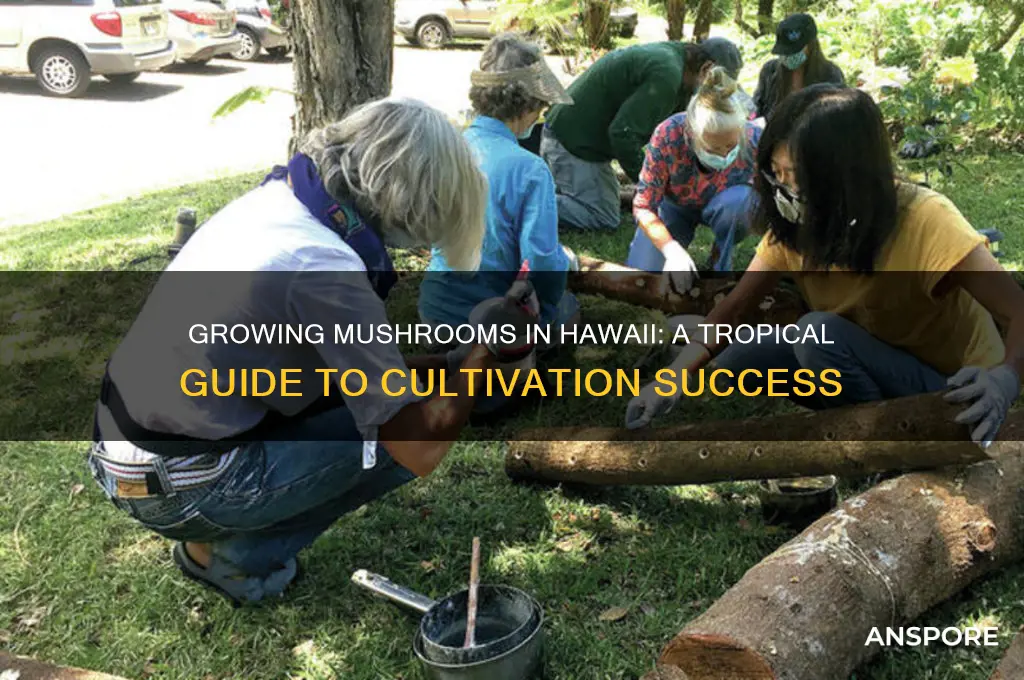 how to grow mushrooms in hawaii
