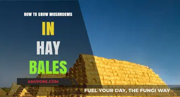Master Mushroom Cultivation: Growing Mushrooms in Hay Bales Easily