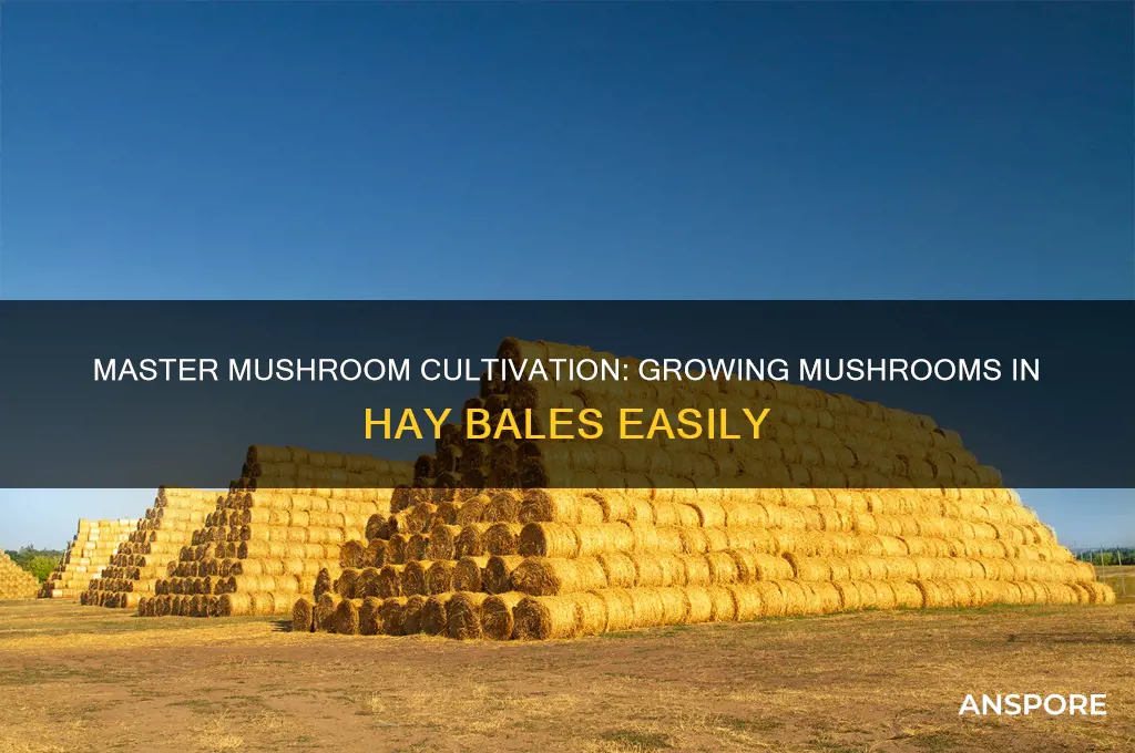 how to grow mushrooms in hay bales