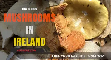 Growing Mushrooms in Ireland: A Step-by-Step Guide for Beginners