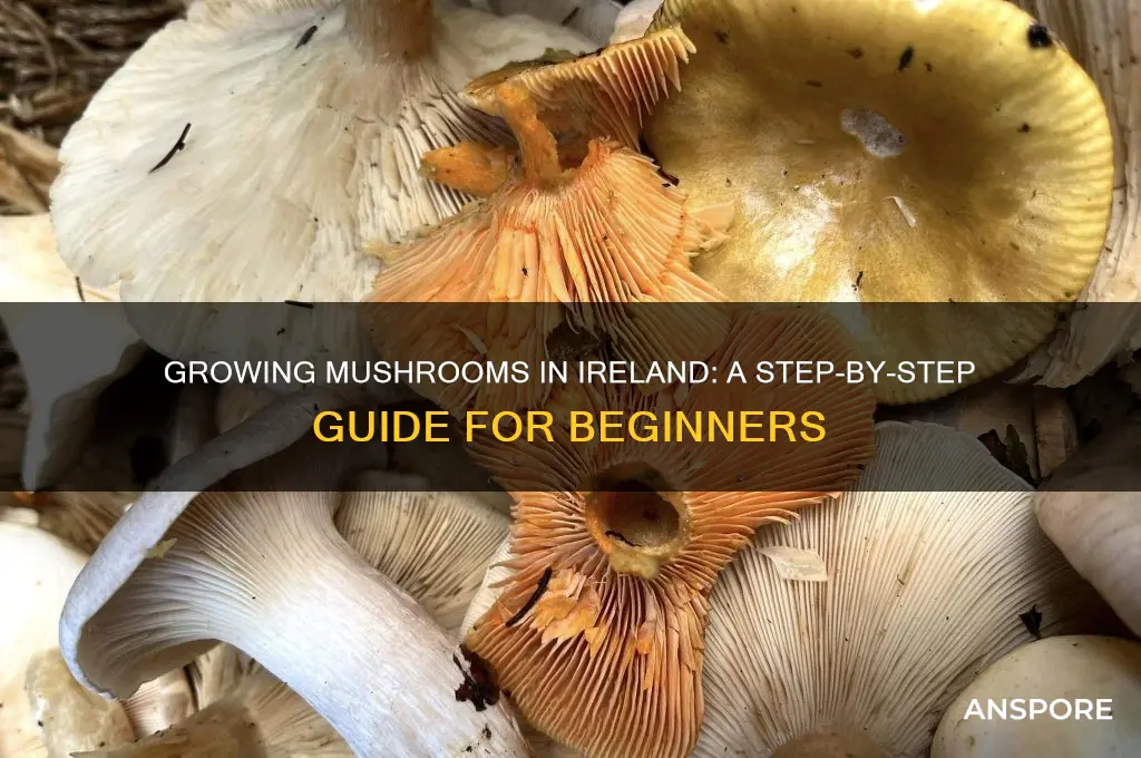 how to grow mushrooms in ireland