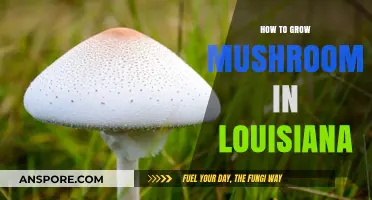 Louisiana Mushroom Growing Guide: Tips for Successful Harvests at Home