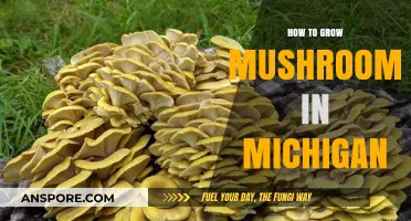 Michigan Mushroom Cultivation: A Step-by-Step Guide to Growing Success