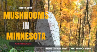 Growing Mushrooms in Minnesota: A Step-by-Step Guide for Beginners