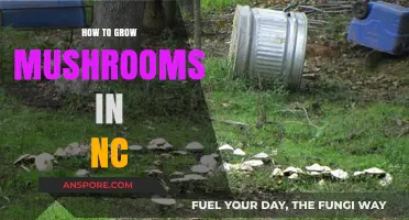 Growing Mushrooms in North Carolina: A Beginner's Guide to Success