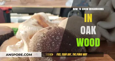 Mastering Mushroom Cultivation: Growing Gourmet Fungi in Oak Wood