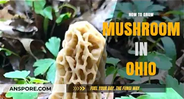 Ohio Mushroom Cultivation: A Step-by-Step Guide to Growing Success