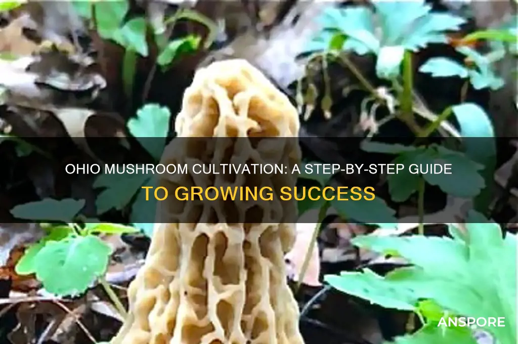 how to grow mushrooms in ohio