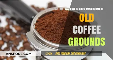 Eco-Friendly Mushroom Growing: Reusing Coffee Grounds for Bountiful Harvests