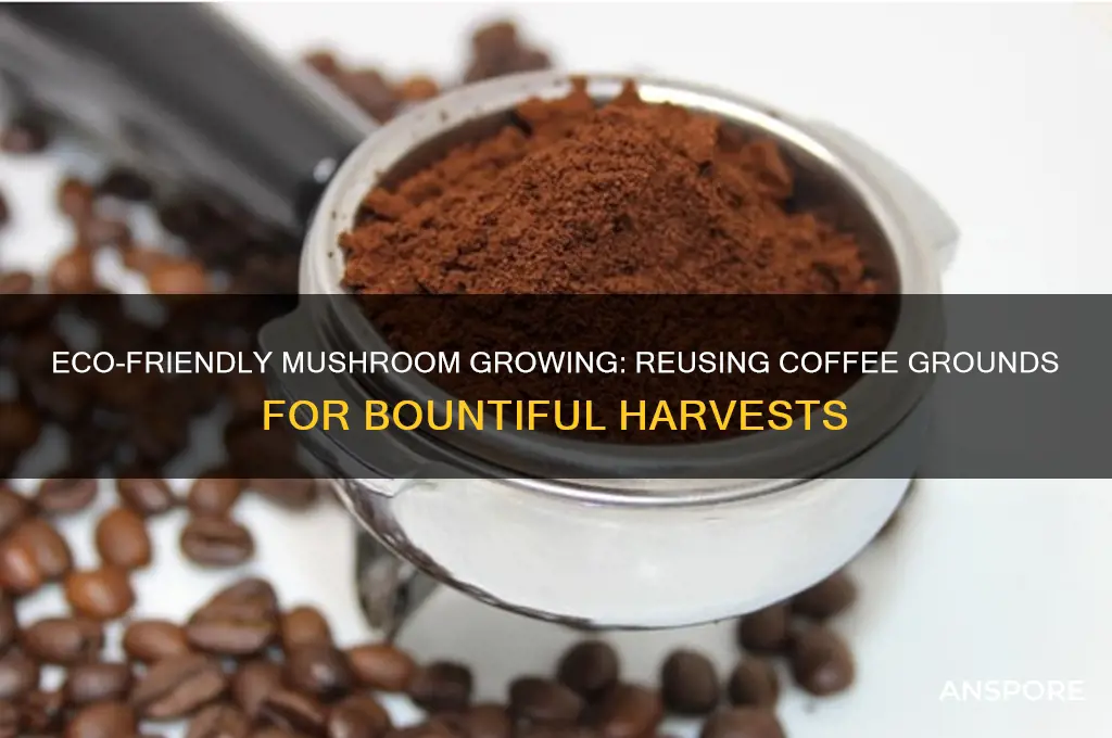 how to grow mushrooms in old coffee grounds