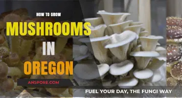 Oregon Mushroom Cultivation: A Step-by-Step Guide to Growing Fungi