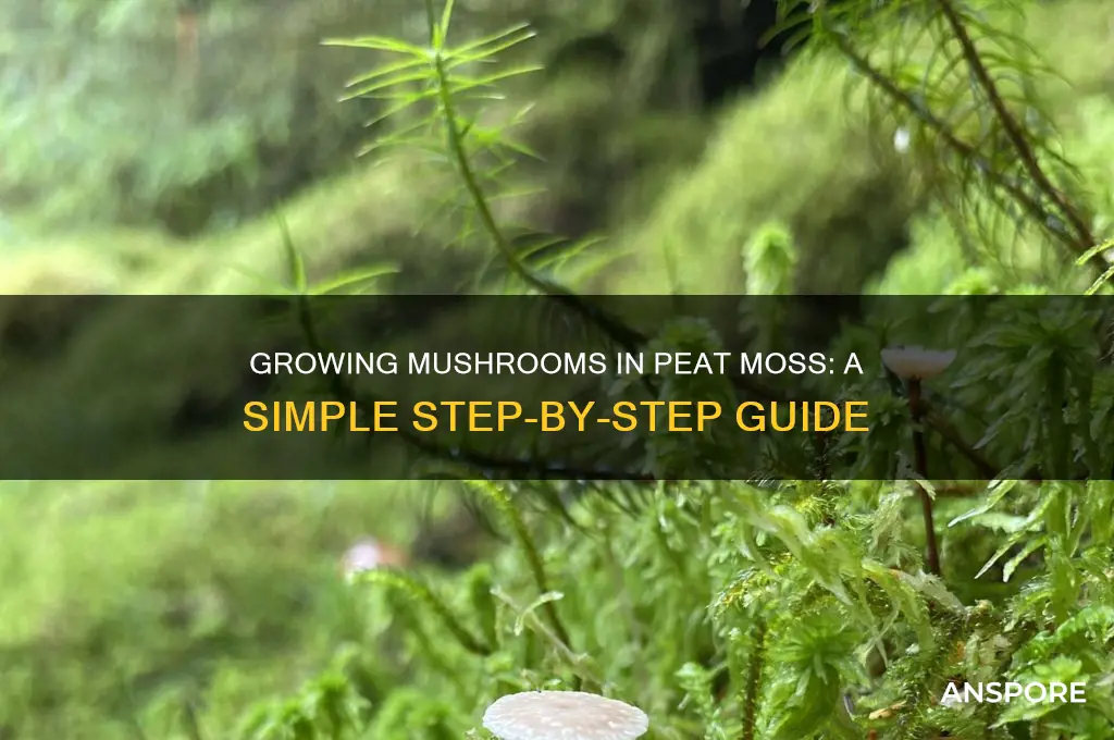 how to grow mushrooms in peat moss