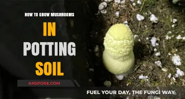 Growing Mushrooms in Potting Soil: A Simple Step-by-Step Guide