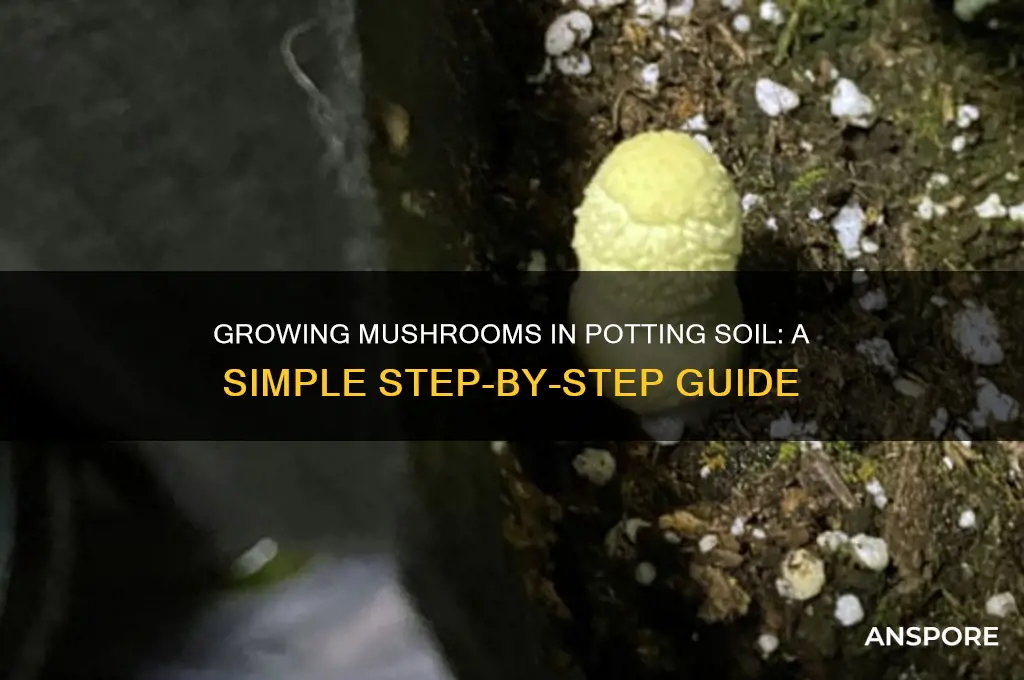 how to grow mushrooms in potting soil