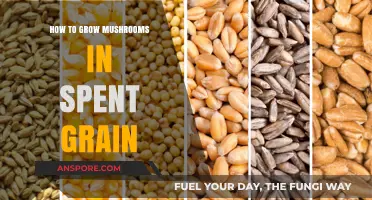 Mushroom Farming Made Easy: Reusing Spent Grain for Abundant Harvests