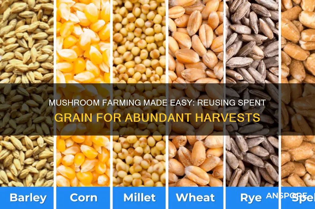 how to grow mushrooms in spent grain