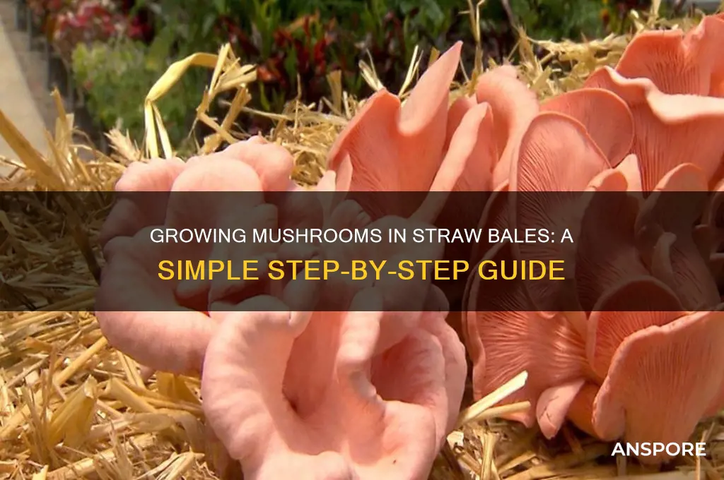 how to grow mushrooms in straw bales