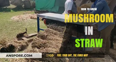 Mastering Mushroom Cultivation: A Step-by-Step Guide to Growing in Straw