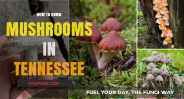 Tennessee Mushroom Growing Guide: Simple Steps for Successful Harvests