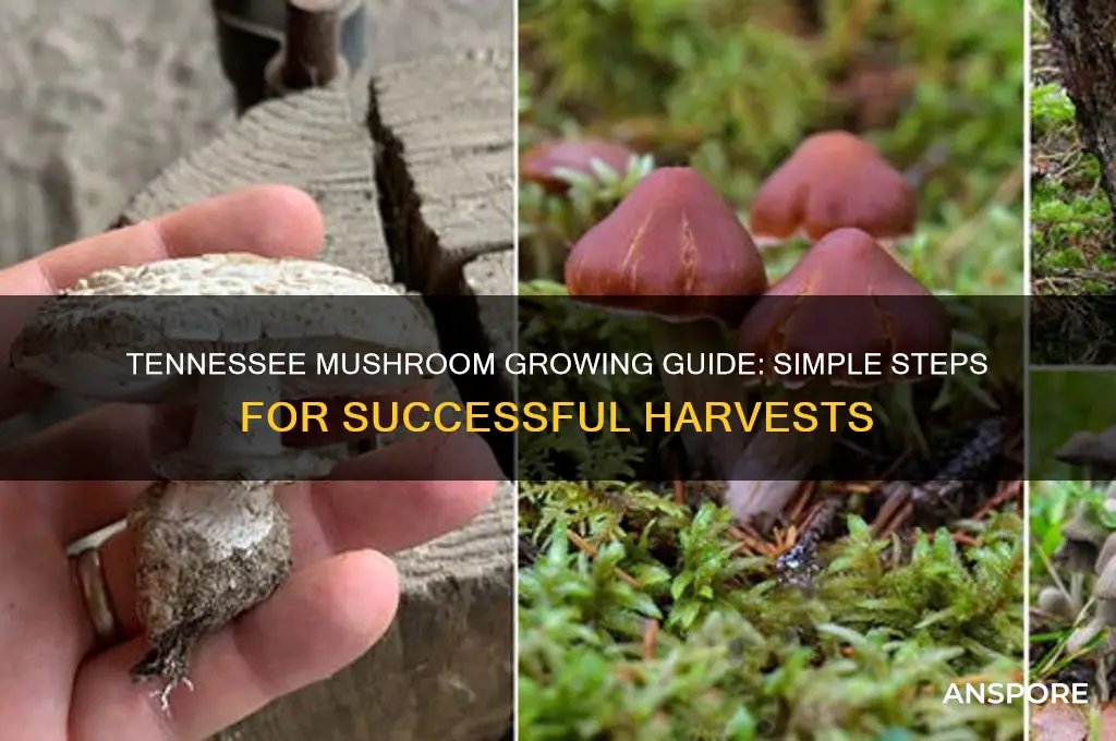 how to grow mushrooms in tennessee