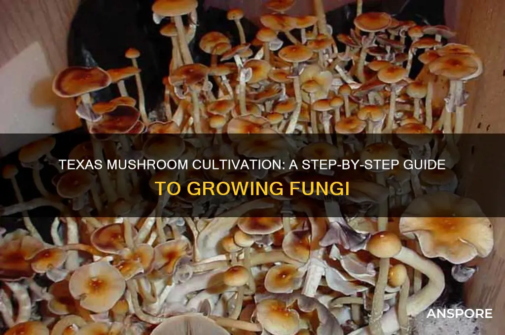 how to grow mushrooms in texas