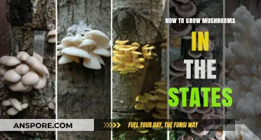 Mastering Mushroom Cultivation: A Step-by-Step Guide for U.S. Growers