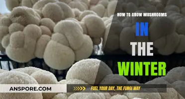 Winter Mushroom Cultivation: Simple Steps for Cold-Weather Harvests