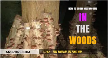 Mastering Mushroom Cultivation: A Guide to Growing Fungi in the Forest