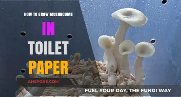 Eco-Friendly Mushroom Growing: Using Toilet Paper as a Substrate