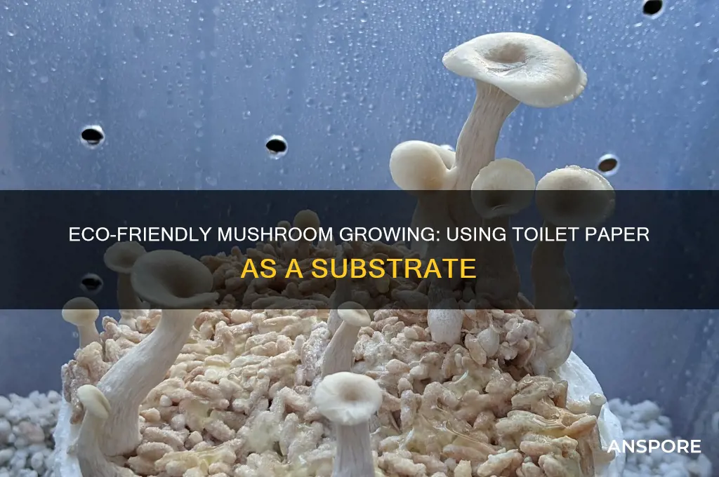 how to grow mushrooms in toilet paper