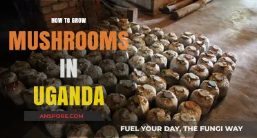 Growing Mushrooms in Uganda: A Step-by-Step Guide to Success