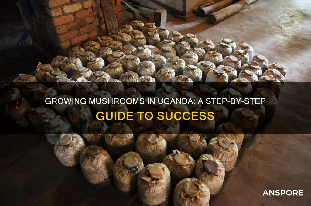 how to grow mushrooms in uganda