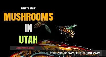 Utah Mushroom Growing Guide: Tips for Successful Harvests at Home