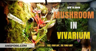 Growing Mushrooms in Your Vivarium: A Step-by-Step Guide