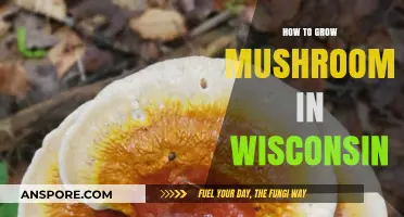 Wisconsin Mushroom Growing Guide: Tips for Successful Harvests at Home
