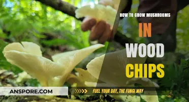 Mastering Mushroom Cultivation: Growing in Wood Chips Step-by-Step