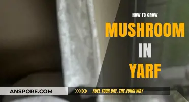 Mastering Mushroom Cultivation: A Step-by-Step Guide to Growing in Yarf