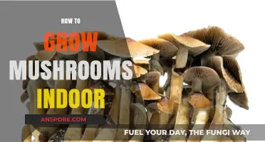 Master Indoor Mushroom Cultivation: Simple Steps for Abundant Harvests